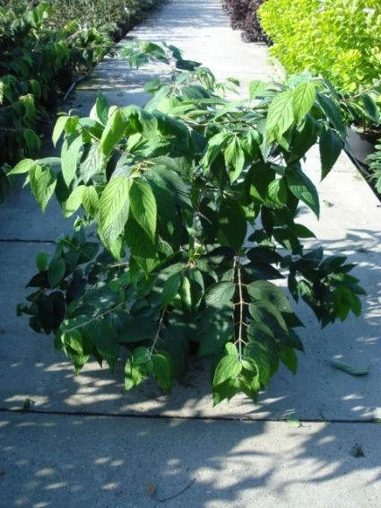 Sneeuwbal (Viburnum Plicatum 'Mariesii') - Afbeelding 2