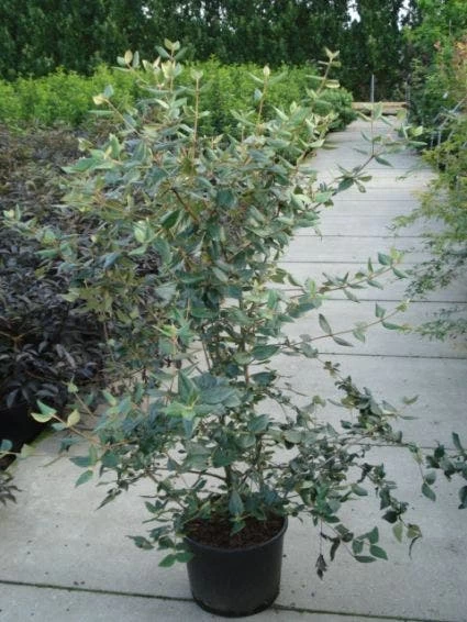 Sneeuwbal (Viburnum Burkwoodii) - Afbeelding 3