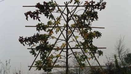 Amberboom Als Leiboom (Liquidambar Styraciflua) - Afbeelding 4