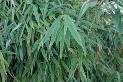 Niet Woekerende Bamboe (Fargesia Murieliae 'Simba') - Afbeelding 4