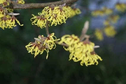 Toverhazelaar (Hamamelis Intermedia 'Arnold Promise') - Afbeelding 4