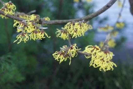 Toverhazelaar (Hamamelis Intermedia 'Arnold Promise') - Afbeelding 3
