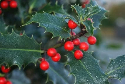 Gewone Hulst (Ilex Aquifolium) - Afbeelding 4