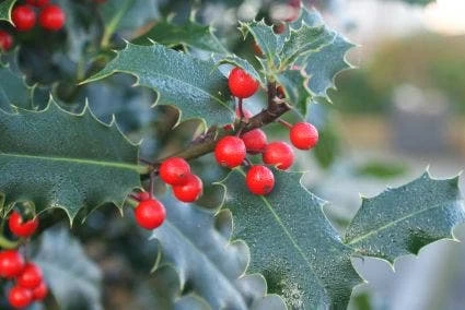 Gewone Hulst (Ilex Aquifolium) - Afbeelding 6