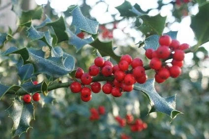 Hulst (Ilex Aquifolium 'Silver Queen') - Afbeelding 4