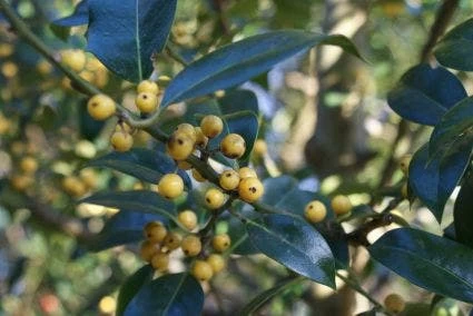 Hulst (Ilex Aquifolium 'Bacciflava') - Afbeelding 2