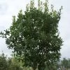 Aardbeiboom (Arbutus Unedo)