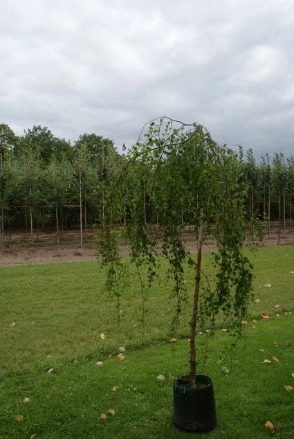 Prieelberk (Betula Pendula 'Youngii') - Afbeelding 2