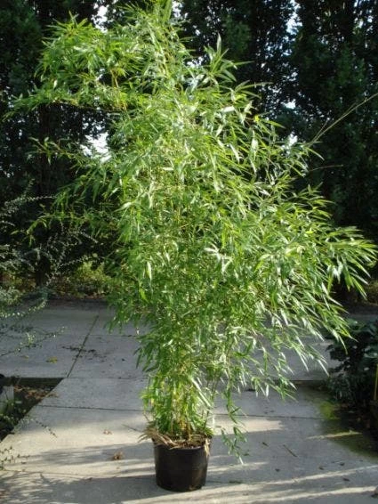 Bamboe (Phyllostachys Aureosulcata 'Spectabilis') - Afbeelding 2
