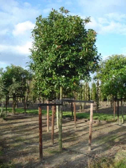 Glansmispel Als Boom (Photinia Fraseri 'Red Robin') - Afbeelding 7