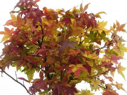 Amberboom (Liquidambar 'Gum Ball') - Afbeelding 8