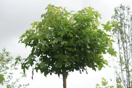 Amberboom (Liquidambar 'Gum Ball')