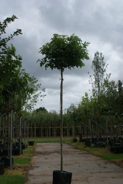 Amberboom (Liquidambar 'Gum Ball') - Afbeelding 3