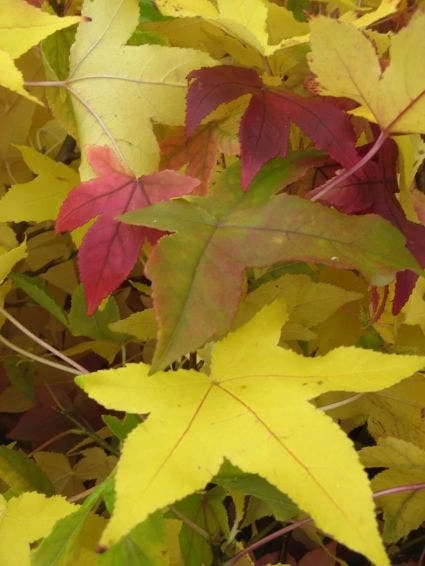 Amberboom (Liquidambar Styraciflua) - Afbeelding 6