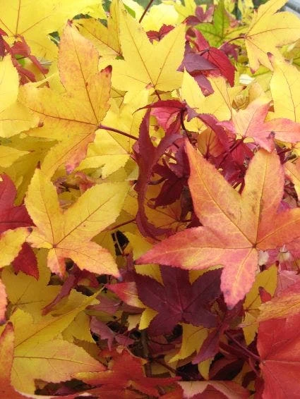 Amberboom (Liquidambar Styraciflua) - Afbeelding 4