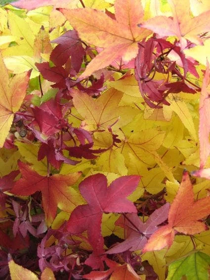 Amberboom (Liquidambar Styraciflua) - Afbeelding 5