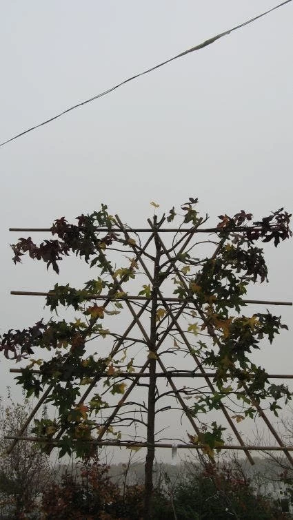 Amberboom Als Leiboom (Liquidambar Styraciflua) - Afbeelding 5