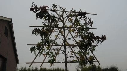 Amberboom Als Leiboom (Liquidambar Styraciflua) - Afbeelding 6