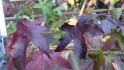 Amberboom (Liquidambar Styraciflua) - Afbeelding 13