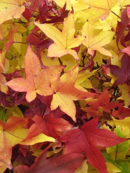 Amberboom Als Struik (Liquidambar Styraciflua 'Worplesdon') - Afbeelding 3