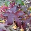 Amberboom Als Leivorm (Liquidambar Styraciflua 'Worplesdon')
