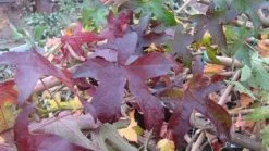 Amberboom Als Leivorm (Liquidambar Styraciflua 'Worplesdon')
