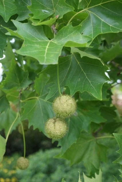 Dakplataan (Platanus Hispanica ) - Afbeelding 3