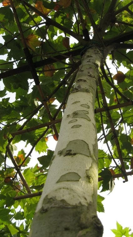 Dakplataan (Platanus Hispanica ) - Afbeelding 2