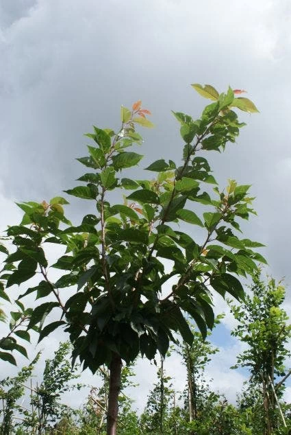 Japanse Sierkers (Prunus Serrulata 'Kanzan') - Afbeelding 5