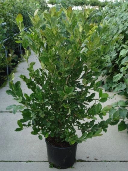 Stermagnolia (Magnolia Stellata) - Afbeelding 9