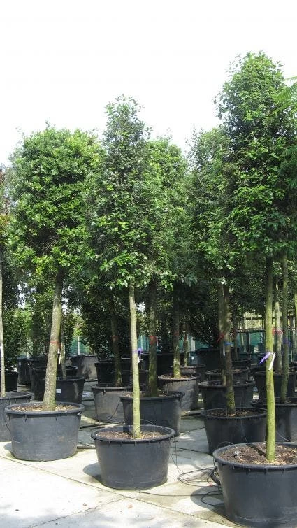 Steeneik Als Boom (Quercus Ilex) - Afbeelding 6
