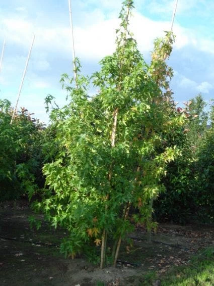 Amberboom Als Struik (Liquidambar Styraciflua 'Worplesdon') - Afbeelding 2