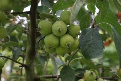 Sierappel (Malus 'Golden Hornet') - Afbeelding 2