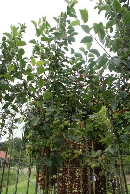 Sierappel (Malus 'Golden Hornet') - Afbeelding 3