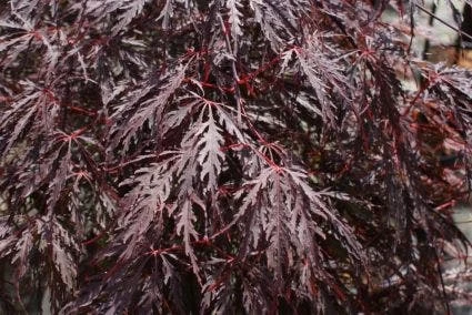 Japanse Esdoorn Als Boom (Acer Palmatum 'Inabe-shidare') - Afbeelding 2