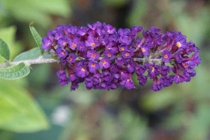 Vlinderstruik (Buddleja Davidii 'Black Knight')