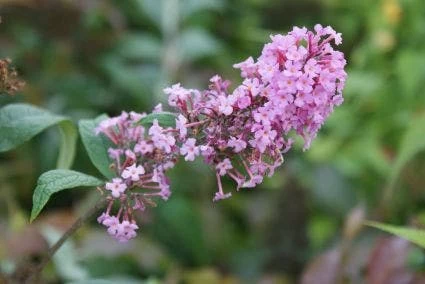 Vlinderstruik (Buddleja Davidii 'Pink Delight') - Afbeelding 4