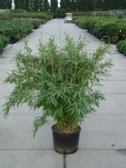 Niet Woekerende Bamboe (Fargesia 'Great Wall')