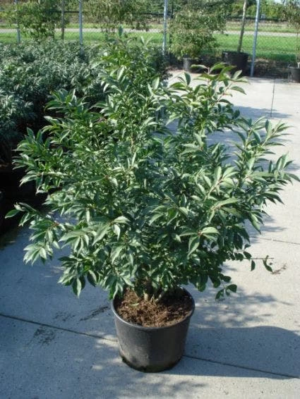 Kardinaalshoed (Euonymus Alatus 'Compactus') - Afbeelding 3