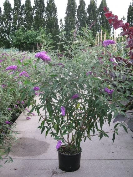 Vlinderstruik (Buddleja Davidii 'Pink Delight') - Afbeelding 9