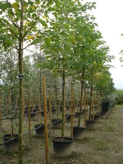 Papiermoerbei (Broussonetia Papyrifera) - Afbeelding 2