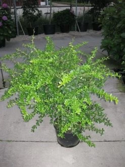 Zuurbes (Berberis Julianae)