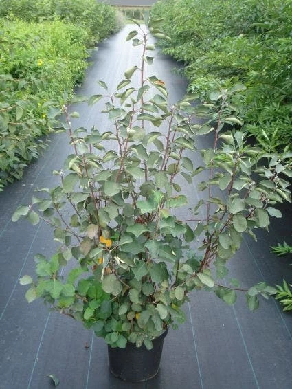 Dwerg Krentenboompje (Amelanchier Spicata) - Afbeelding 2