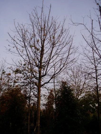 Spaanse Aak (Acer Campestre) - Afbeelding 2