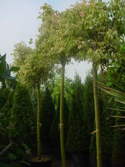 Vederesdoorn Als Boom (Acer Negundo 'Flamingo') - Afbeelding 2