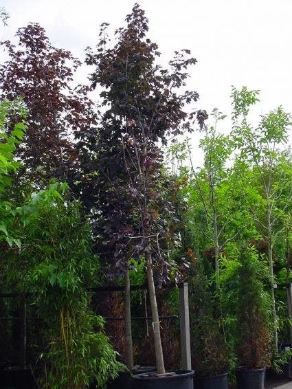 Rode Esdoorn (Acer Platanoides 'Crimson King') - Afbeelding 5