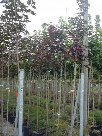 Rode Esdoorn (Acer Platanoides 'Crimson King') - Afbeelding 4