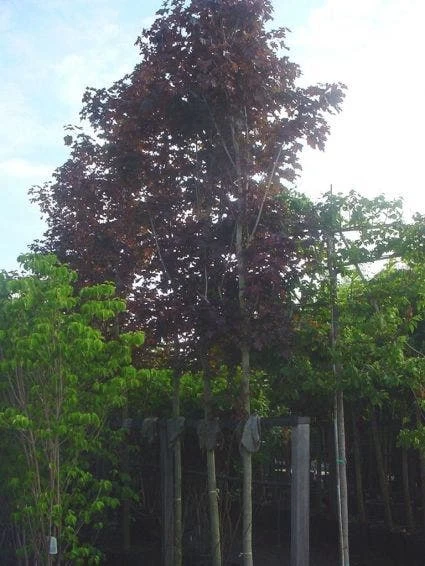 Rode Esdoorn (Acer Platanoides 'Crimson King') - Afbeelding 3