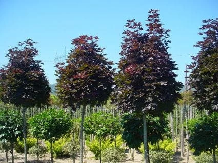 Noorse Esdoorn (Acer Platanoides 'Crimson Sentry') - Afbeelding 3