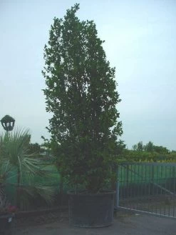 Camelia (Camellia, Rose)